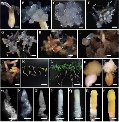 Desiccation Treatment and Endogenous IAA Levels Are Key Factors Influencing High Frequency Somatic Embryogenesis in Cunninghamia lanceolata (Lamb.) Hook